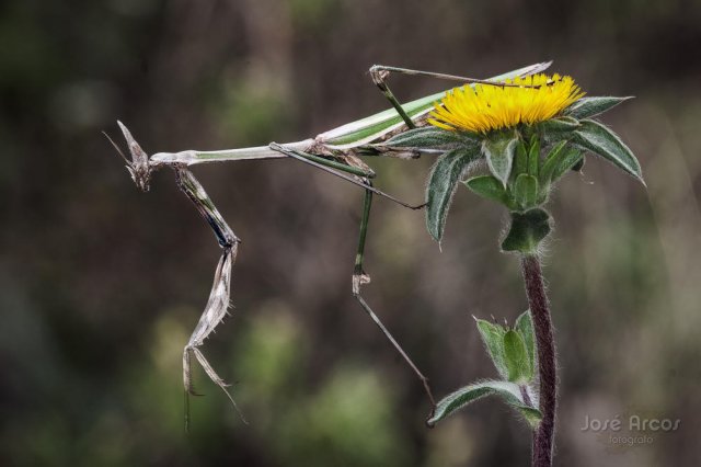 Empusa pennata II