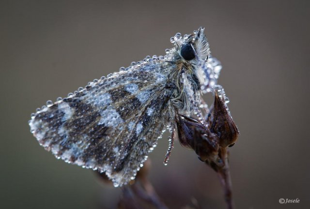 Mariposa con rocío