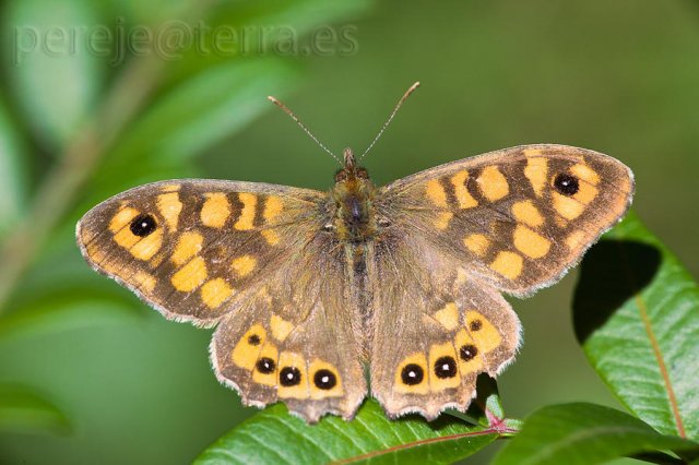 Mariposa de los muros, Maculada