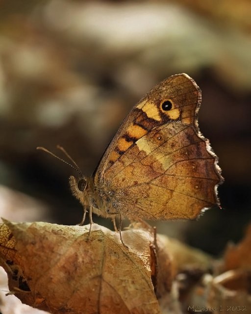 Mariposa de los muros (Pararge aegeria)