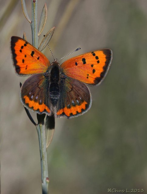 Mariposa manto bicolor... 