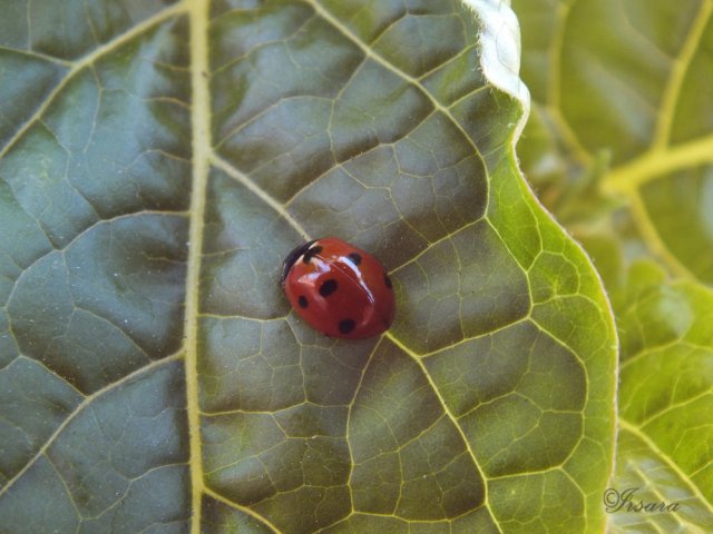 Mariquita