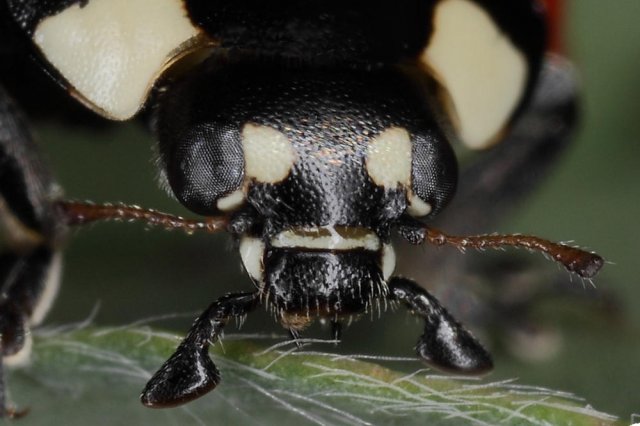 Mariquita (Coccinella septempunctata) - retrato -