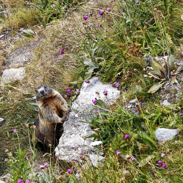 Marmota