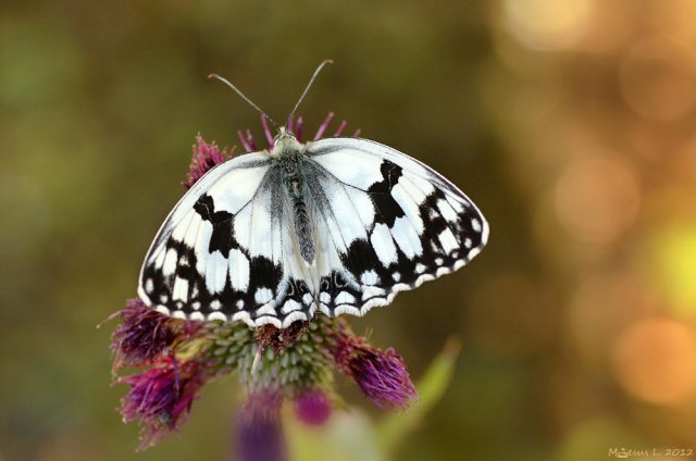 Medioluto ibérica (Melanargia lachesis)