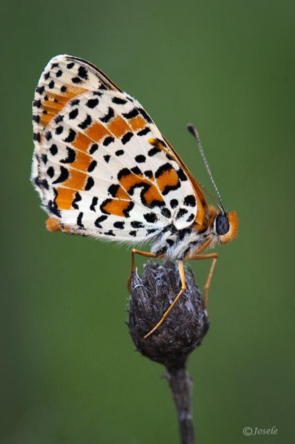 Melitaea didyma