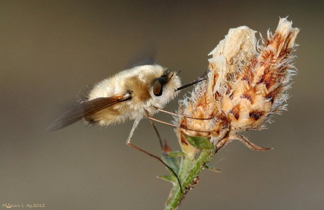 Mi peluchin  (Bombylius major II)