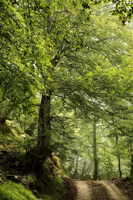 Mis verdes caminos