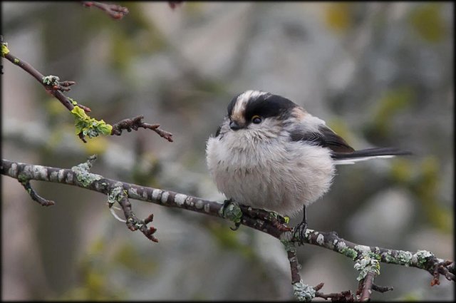 Mito  (Aegithalos caudatus)