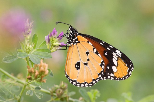 Mariposa Tigre