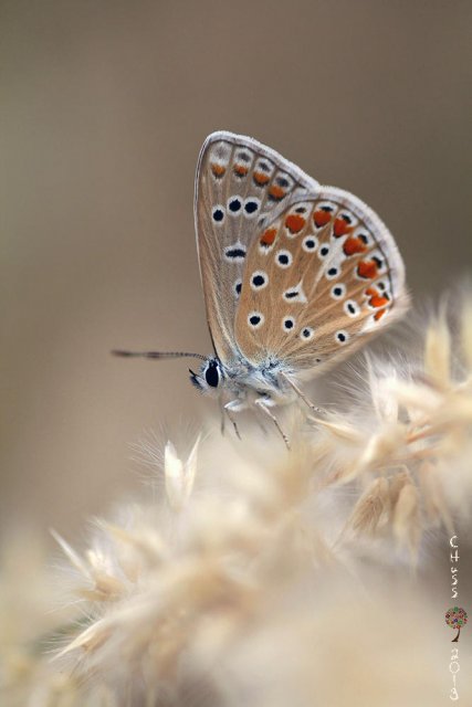 Morena (Aricia cramera)