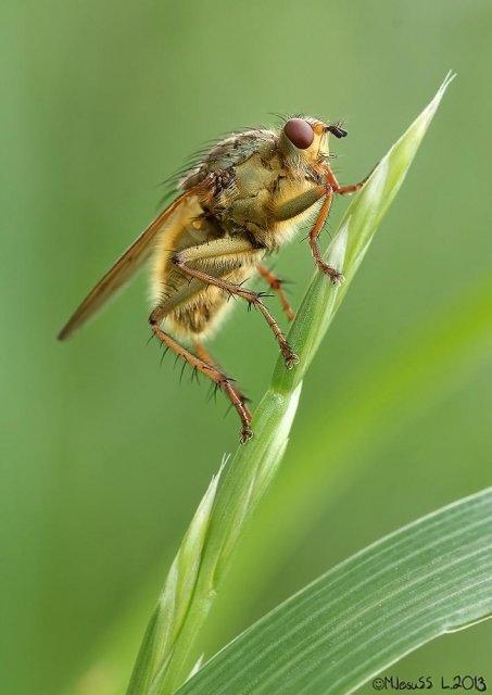 Mosca amarilla del estiércol...con perdón