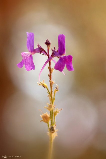 Mosquitas azules ( Linaria elegans)