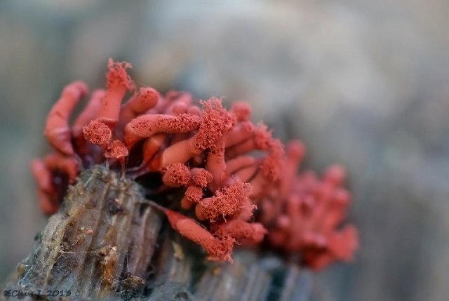 Myxomycetes (Arcyria denudata)