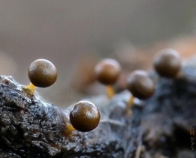 Myxomycetes I