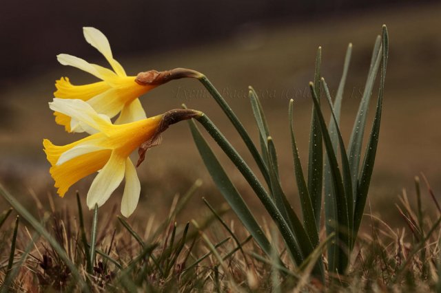 Narcisos