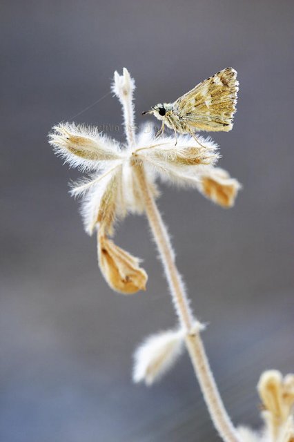 Naturaleza muerta con "chispa de vida rara"