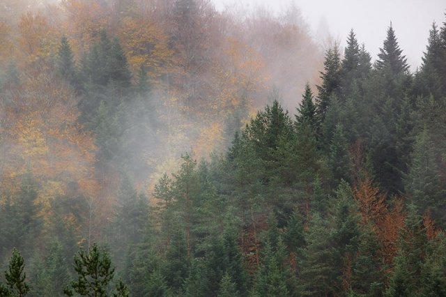 Nieblas en otoño