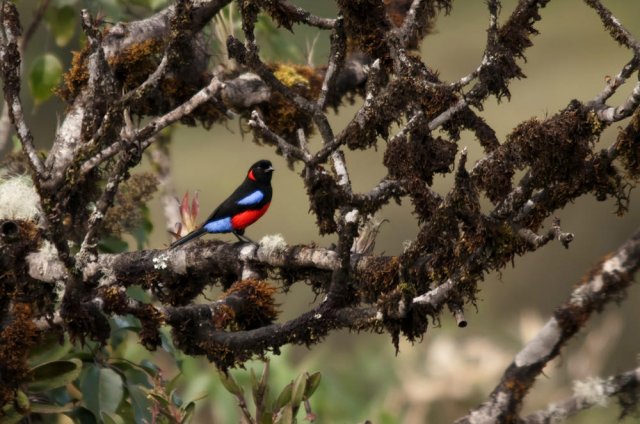 Obra de un Dios infantil (Scarlet-bellied Mountain-tanager)