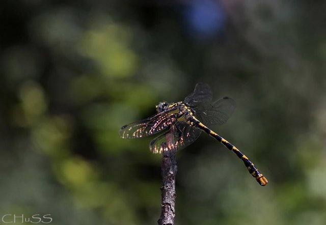 Onychogomphus  uncatus