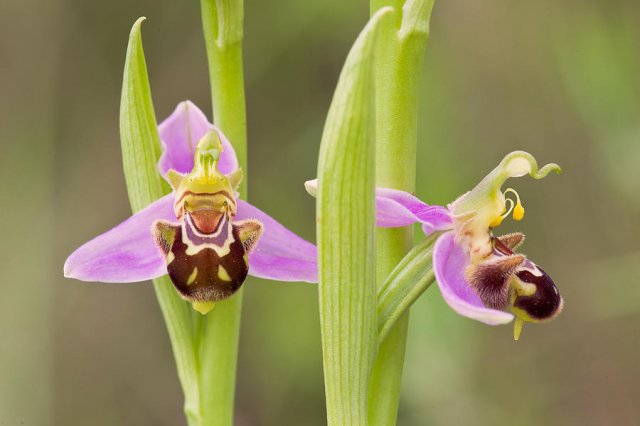 Ophrys apifera