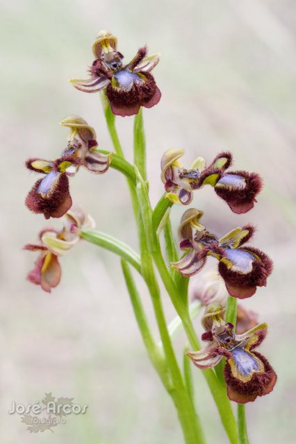 Ophrys speculum