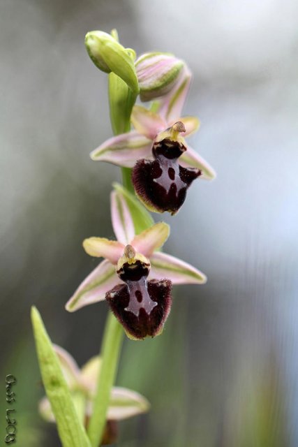 Ophrys sphegodes entre espigas