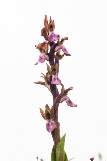 Orchis collina