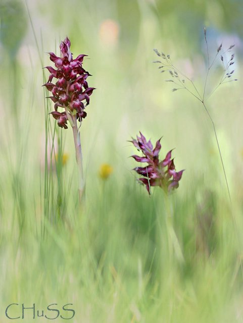 Orchis coriophora