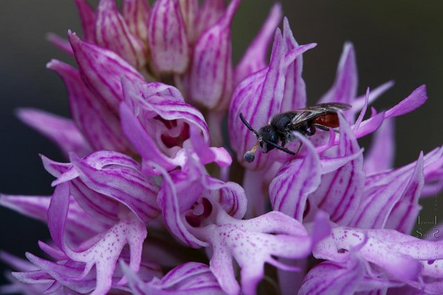 Orchis itálica con sorpresa