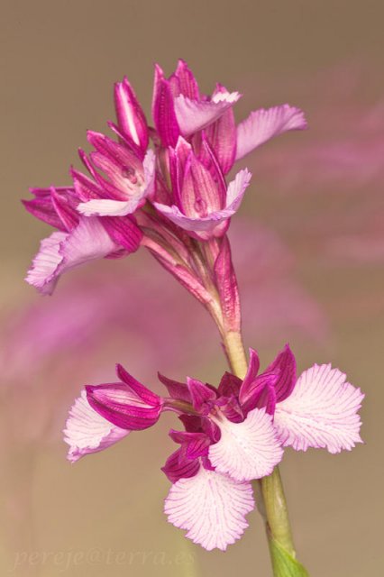 Orchis papilionacea