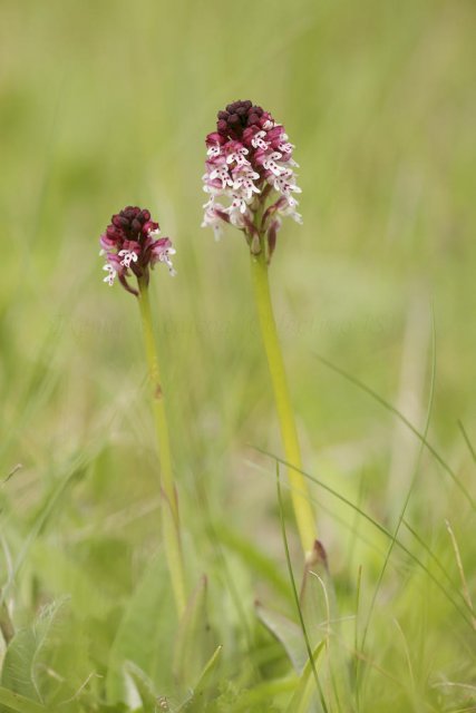 Orchis ustulata