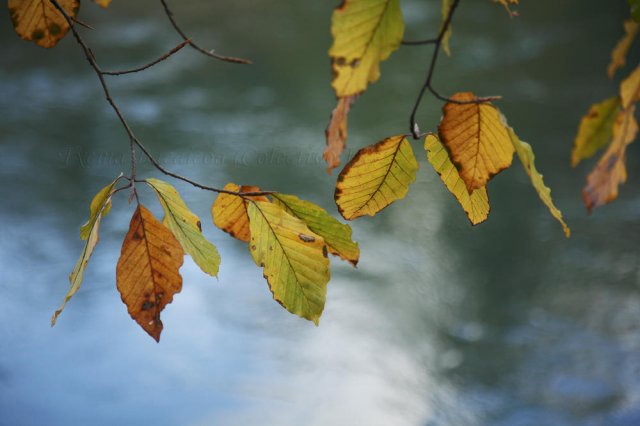 Otoño en Berna II