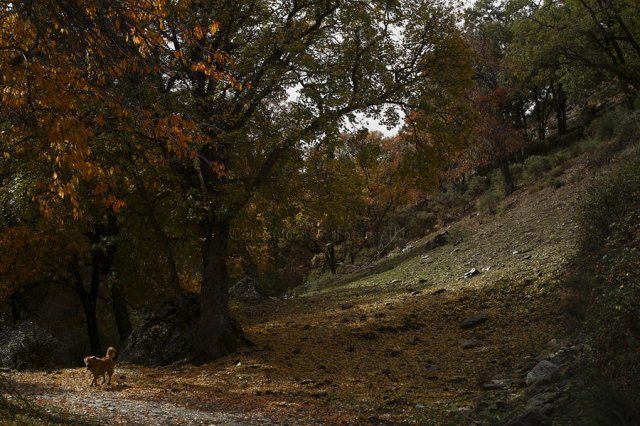 Otoño en el Camarate