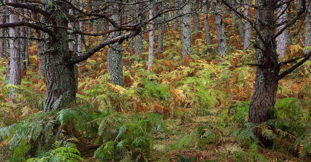 Otoño en la selva de Oza