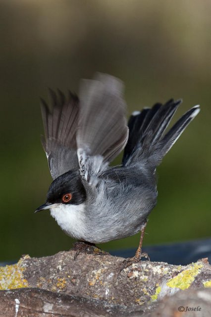 Otra Curruca cabecinegra