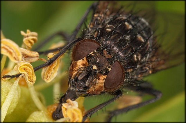 Otra mosca retratada.