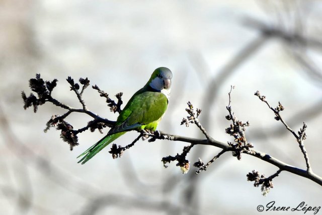 PAJARO