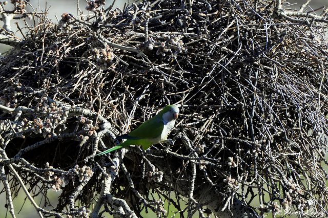 PAJARO EN SU NIDO