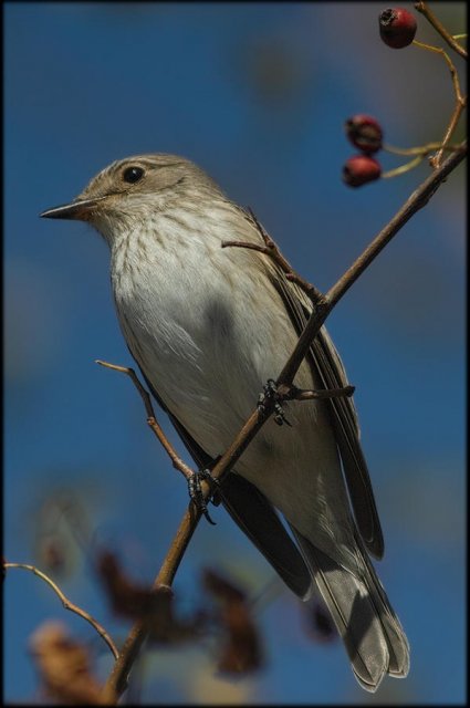 Papamoscas Gris  (Muscicapa striata)