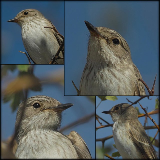 Papamoscas Gris (Muscicapa striata), acercamiento.