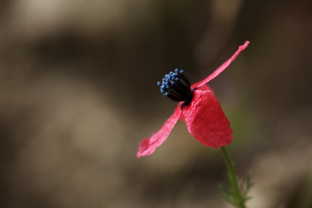 Papaver hybridum