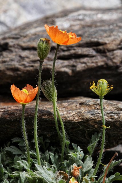 Papaver lapeyrousianum