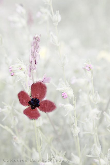 Papaver y otras hierbas