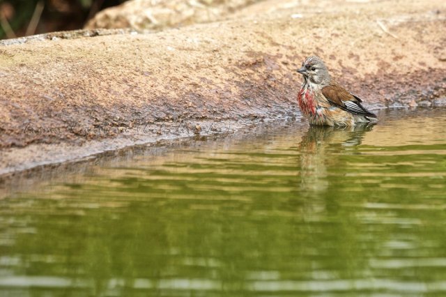 Pardillo macho