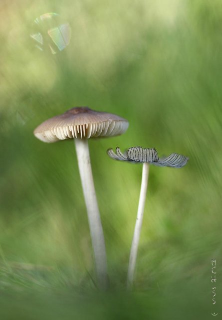 Pareja