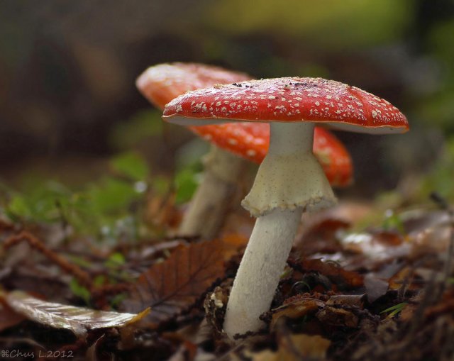 Pareja de Amanita muscaria