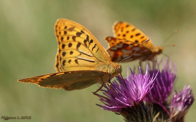 Pareja de Issoria lathonia y  Argynnis pandora