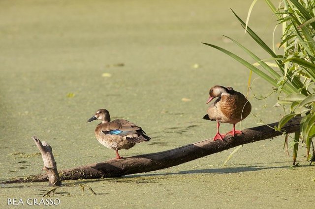 Pareja de Patos