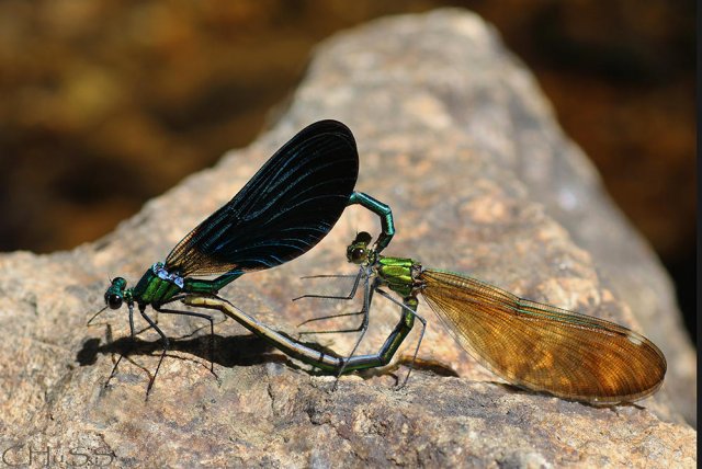 Parejas de hecho (Calopteryx virgo)